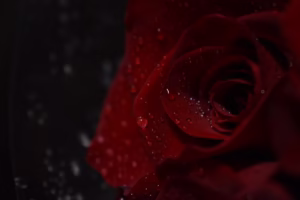 最美的殘酷:張國榮《當愛已成往事》 最美的殘酷:張國榮《當愛已成往事》