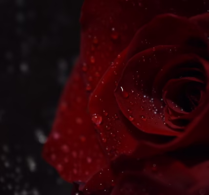 最美的殘酷:張國榮《當愛已成往事》 最美的殘酷:張國榮《當愛已成往事》