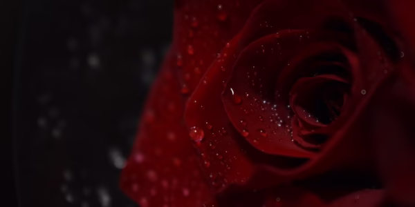 最美的殘酷：張國榮《當愛已成往事》