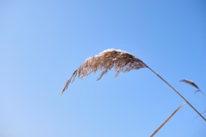 風繼續吹,我的告別曲 風繼續吹,我的告別曲