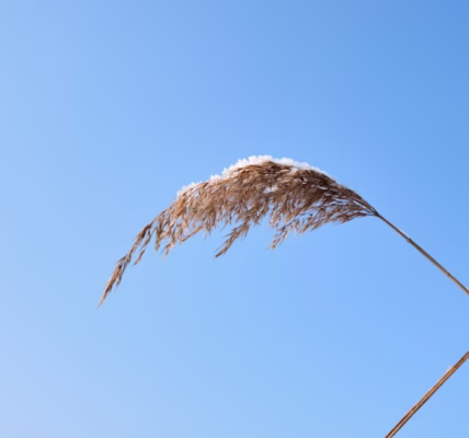 風繼續吹,我的告別曲 風繼續吹,我的告別曲