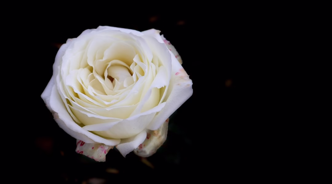 遺失的甜與痛 遺失的甜與痛