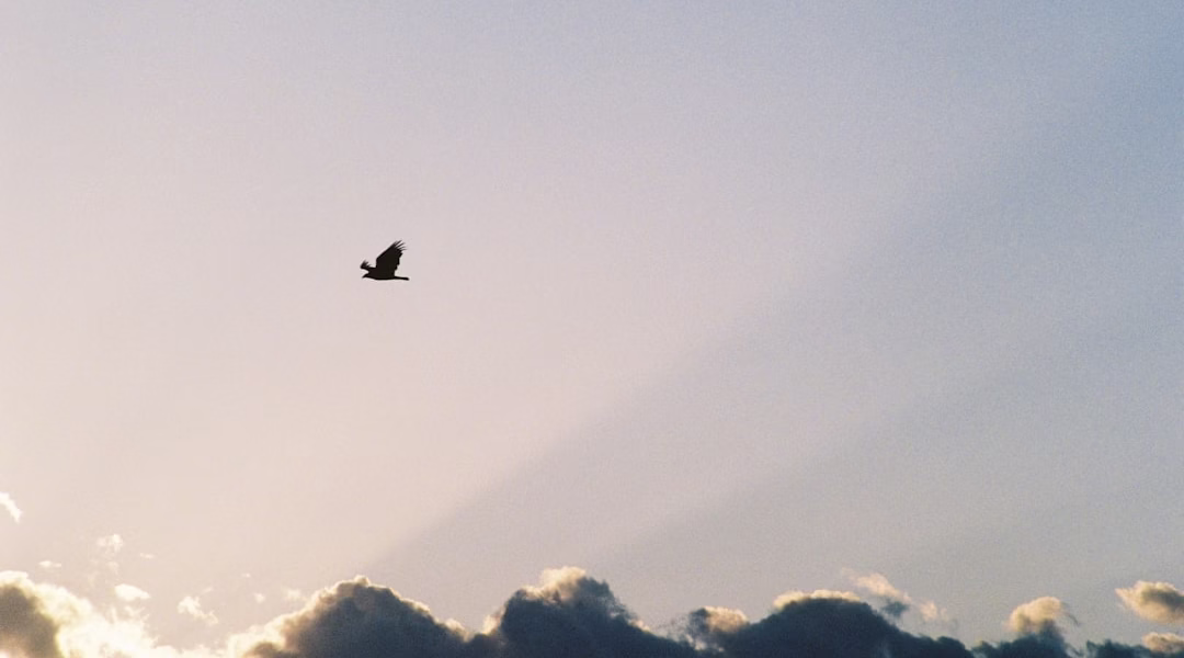 夢想盛開的瞬間 夢想盛開的瞬間