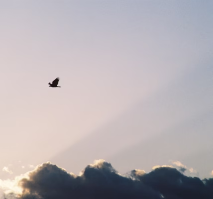 夢想盛開的瞬間 夢想盛開的瞬間