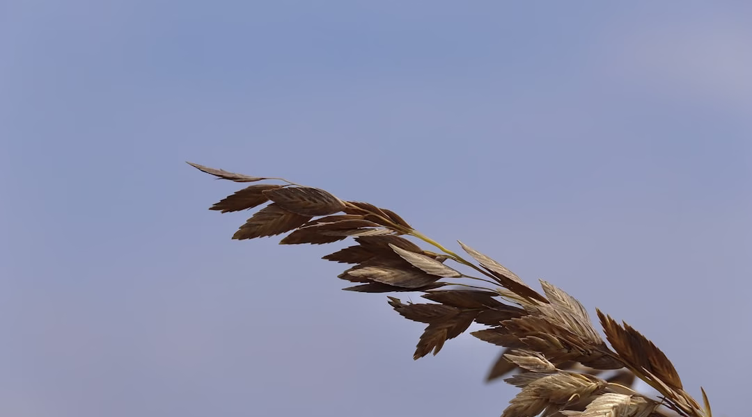 隱形翅膀的呼喚 隱形翅膀的呼喚