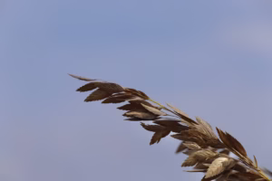 隱形翅膀的呼喚 隱形翅膀的呼喚