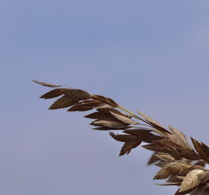 隱形翅膀的呼喚 隱形翅膀的呼喚