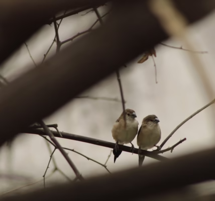 囚鳥的羽翼:我在愛裡的掙扎 囚鳥的羽翼:我在愛裡的掙扎