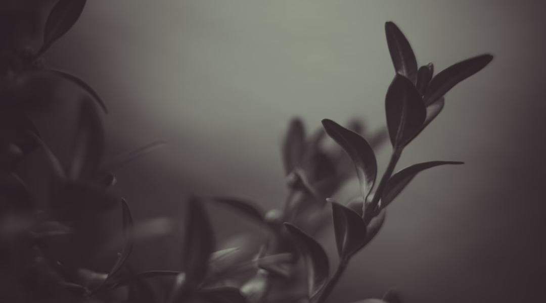 風裡傳來的光 風裡傳來的光