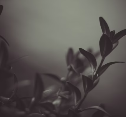 風裡傳來的光 風裡傳來的光