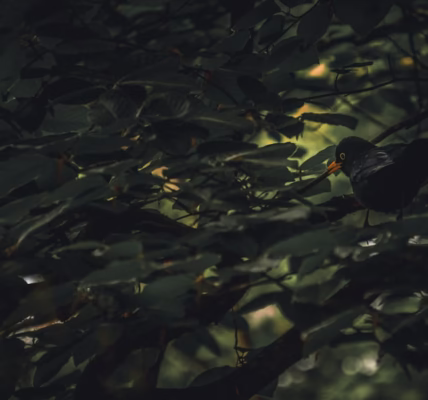 水面映出的笑容 水面映出的笑容