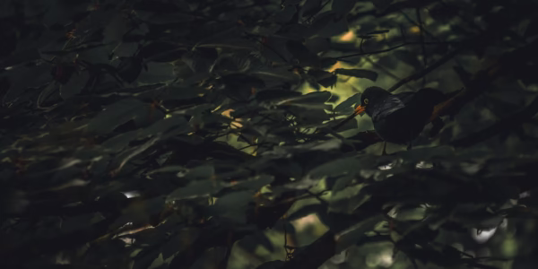 水面映出的笑容