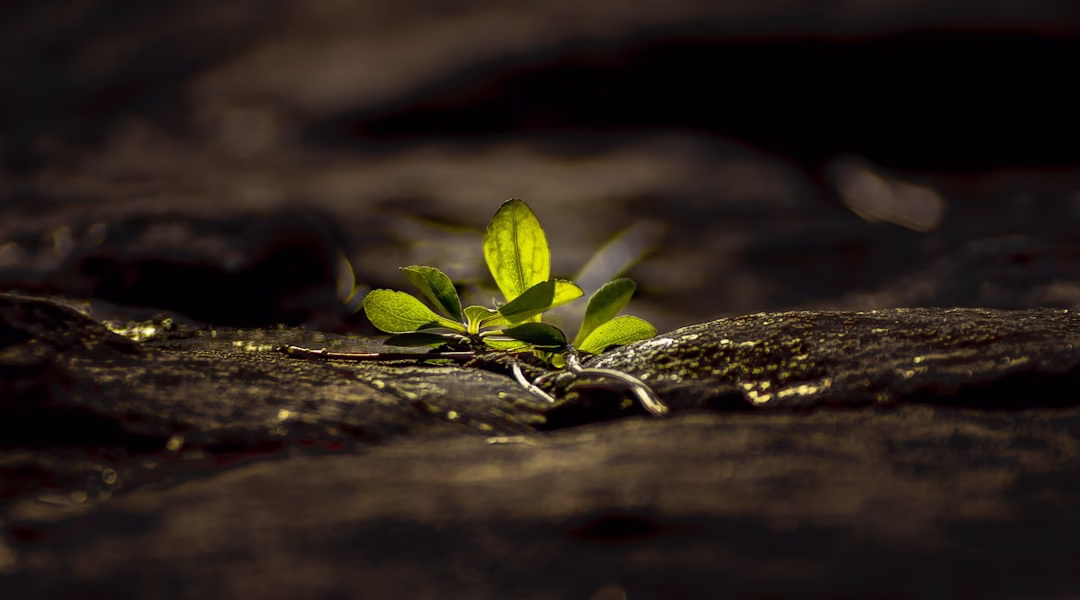 人生若只如初見 人生若只如初見