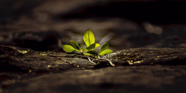 人生若只如初見