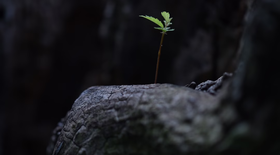 在舞台上的夢與我