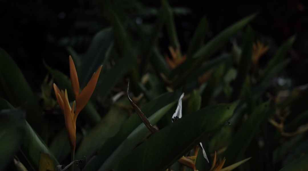 我與鳥語的成長