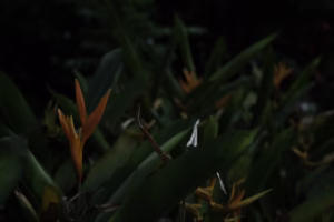 我與鳥語的成長 我與鳥語的成長