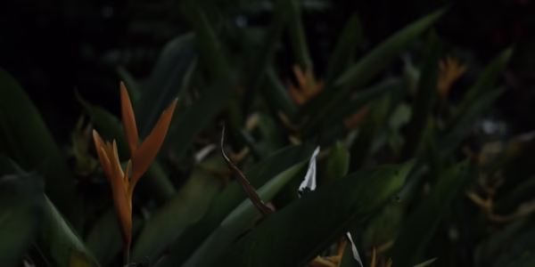 我與鳥語的成長