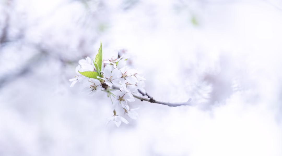 港町的雪,風的回聲 港町的雪,風的回聲