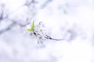 港町的雪,風的回聲 港町的雪,風的回聲