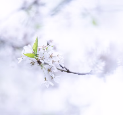 港町的雪,風的回聲 港町的雪,風的回聲