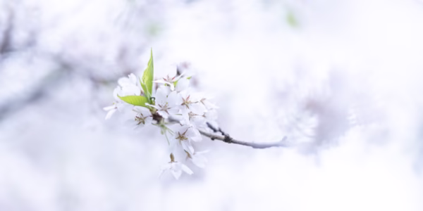 港町的雪，風的回聲