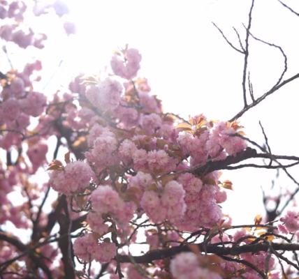 春秋團圓:但願人長久 春秋團圓:但願人長久