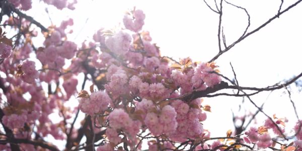 春秋團圓：但願人長久