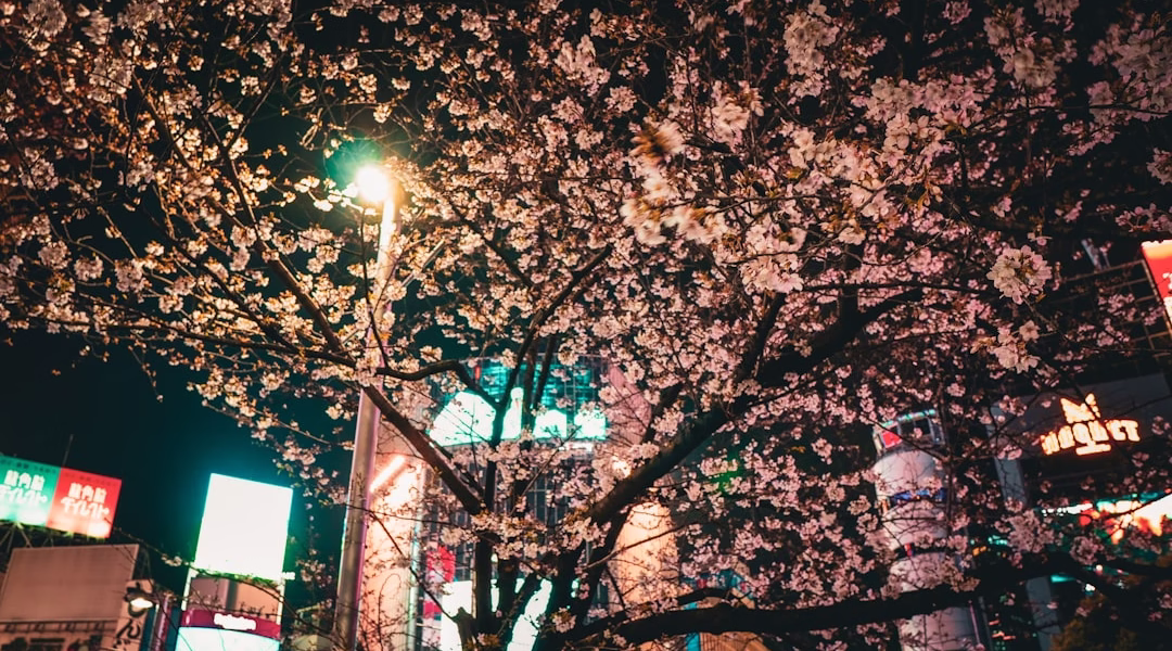 春風滿小城的回憶 春風滿小城的回憶