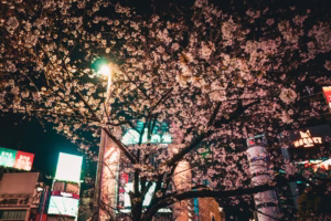 春風滿小城的回憶 春風滿小城的回憶