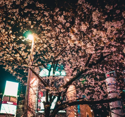 春風滿小城的回憶 春風滿小城的回憶