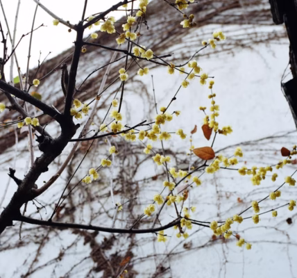 風黏住心跳的瞬間 風黏住心跳的瞬間