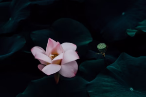 把心藏在浪尖:我與美人魚的午後 把心藏在浪尖:我與美人魚的午後