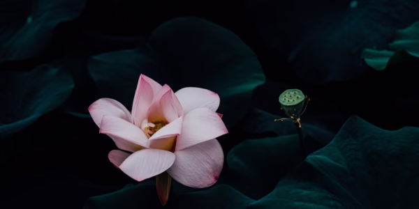 把心藏在浪尖：我與美人魚的午後