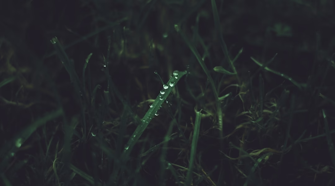 雨季里的记忆 雨季里的记忆