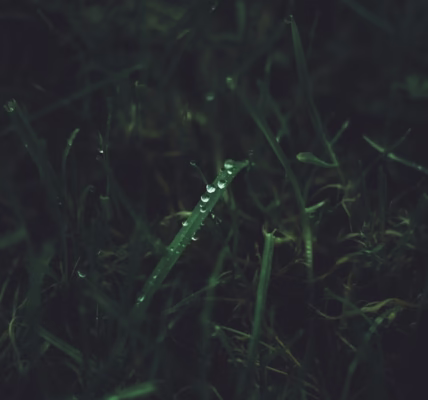 雨季里的记忆 雨季里的记忆