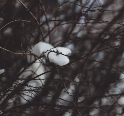 雪花落下,像你離開的回聲 雪花落下,像你離開的回聲