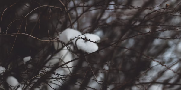 雪花落下，像你離開的回聲