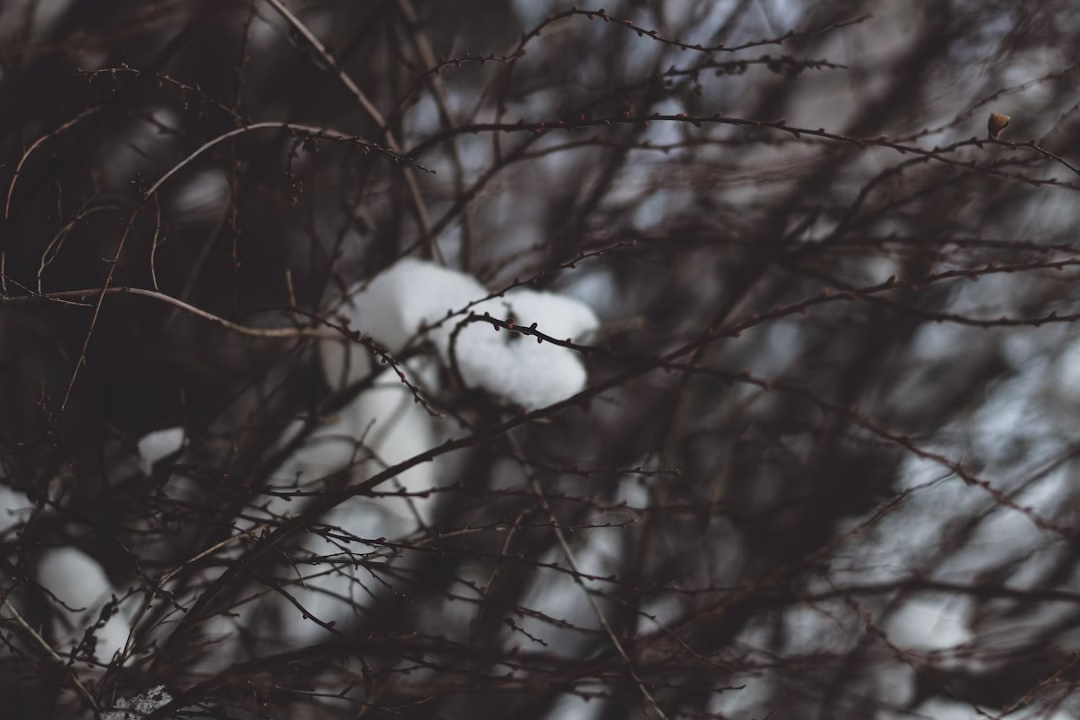 雪花落下，像你離開的回聲