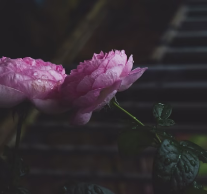 寧靜的夜,星光輕拂 寧靜的夜,星光輕拂