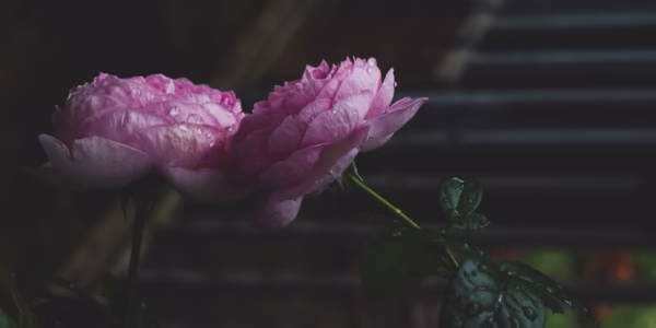 寧靜的夜，星光輕拂