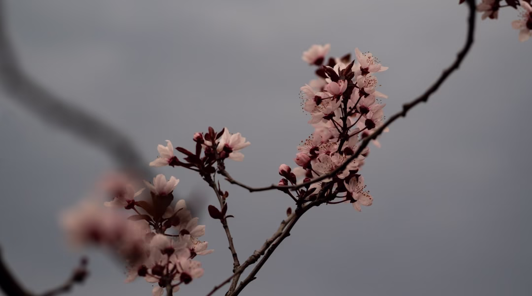 雨滴裡的星光——野百合的春天
