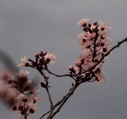 雨滴裡的星光——野百合的春天 雨滴裡的星光——野百合的春天