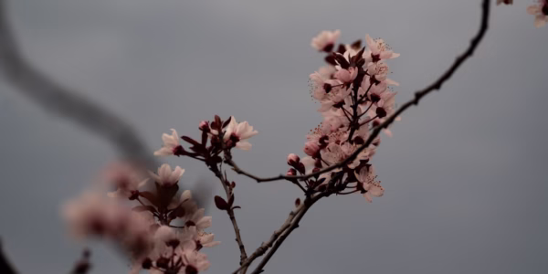 雨滴裡的星光——野百合的春天