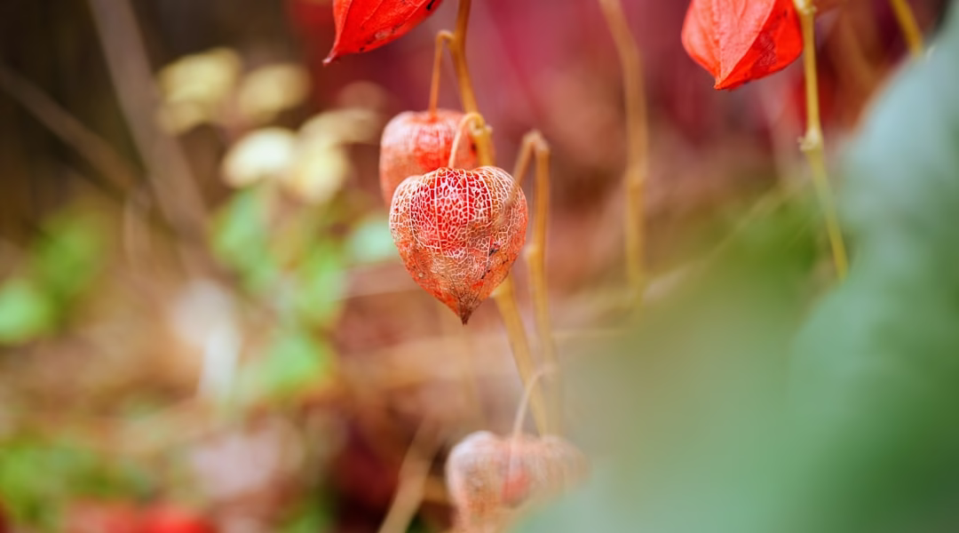 雨季裡,我想你像紅豆 雨季裡,我想你像紅豆
