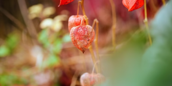 雨季裡，我想你像紅豆