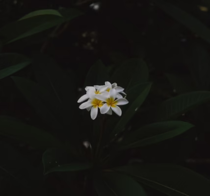 那句歌詞，像潮水般回到我心底