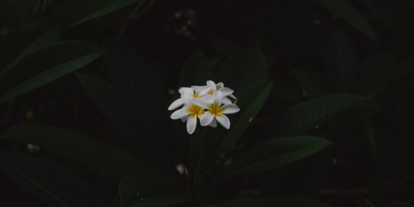 那句歌詞，像潮水般回到我心底