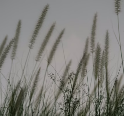 岸边的母亲之歌 岸边的母亲之歌