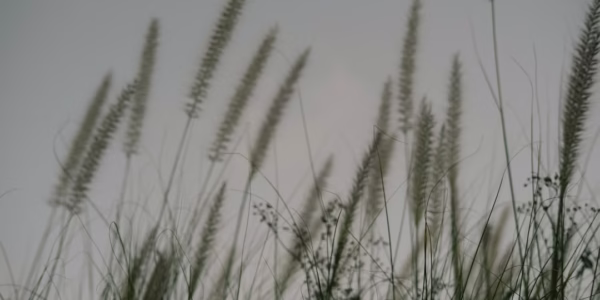 岸边的母亲之歌